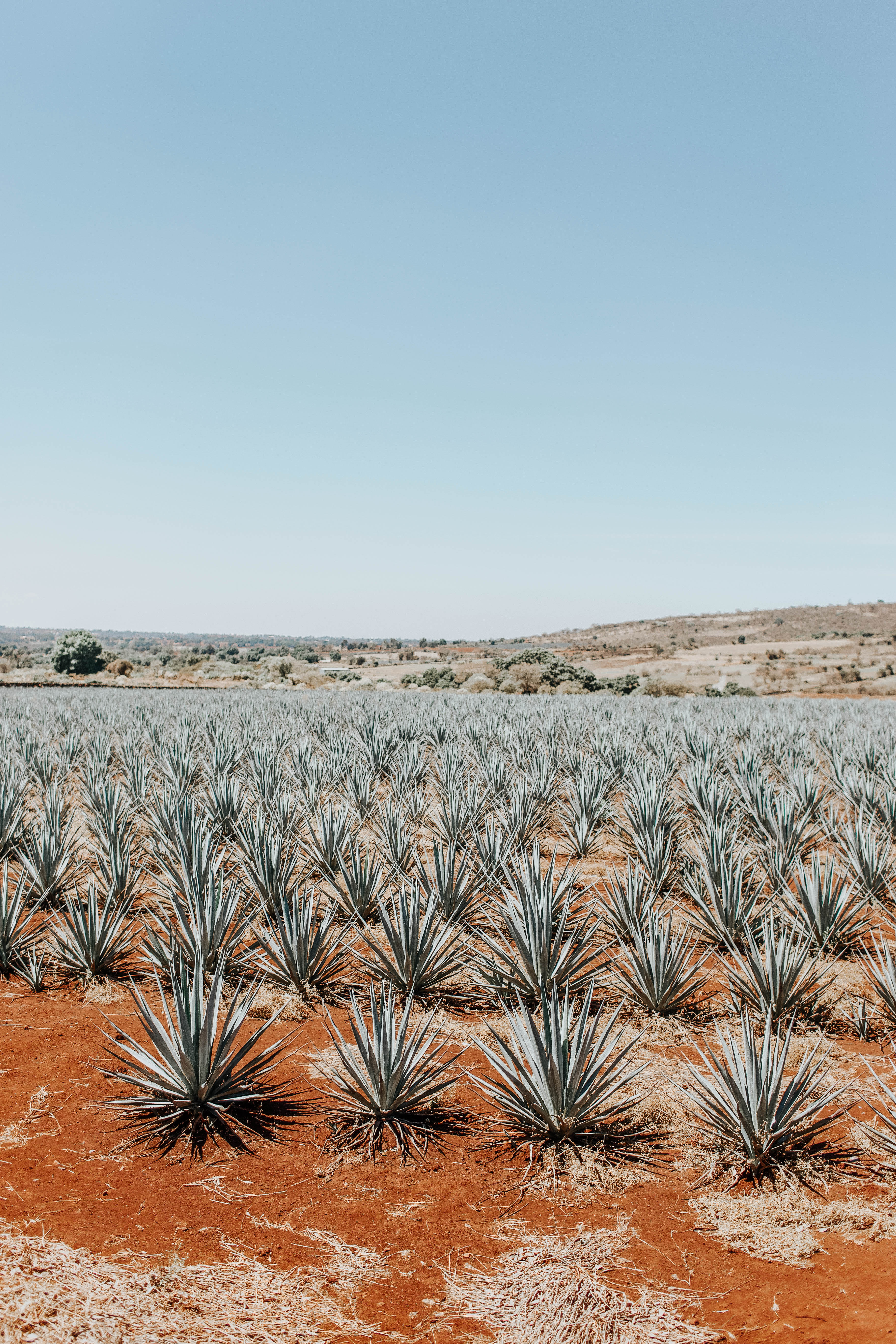 agave field mexico